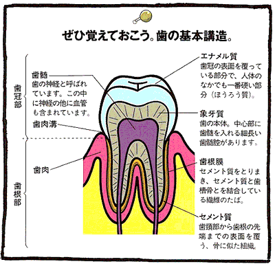 歯の基本構造